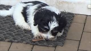 Havaneser Welpen spielen  Havanese puppies play [upl. by Lyrak]