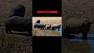 Hippo vs Rhino trending animals wildlife hippo rhino shorts [upl. by Acilef173]