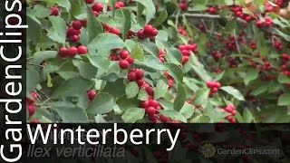 Winterberry  Ilex verticilata  Deciduous Holly [upl. by Naleek]