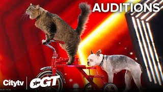 Pawsitively Talented 🐾🤩 The Ultimutts Steal The Spotlight  Auditions  Canadas Got Talent 2024 [upl. by Nireil678]