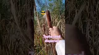 Dispersal of seeds in TyphaCat tail [upl. by Nomi]