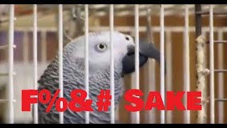 BIRD SWEARING COMPILATION  TRY NOT TO LAUGH [upl. by Mollie]