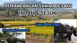 kerbau bajak sawah [upl. by Ringler]