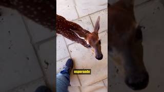 Esta persona rescató un ciervo ciervo ayudaanimal rescateanimal buencorazon [upl. by Torrlow]