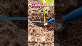 Hypogeal Seed Germination in maize [upl. by Acila]