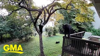 Black bear family takes over backyard for playtime [upl. by Piefer105]