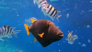 Red Sea snorkelling Sharm El Sheikh 2023 [upl. by Idnaj]