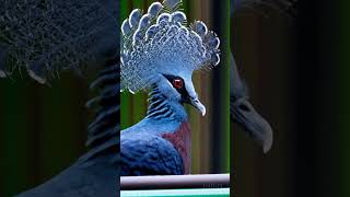 OpenAI Sora Demo Video  Victoria Crowned Pigeon [upl. by Adhern]