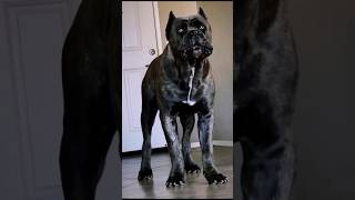 cane corso  the size of her👁️‍🗨️ shorts canecorso guarddog presacanario doberman trending [upl. by Gilbert]