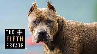 Pit Bulls Unleashed Should They Be Banned  The Fifth Estate [upl. by Salesin]