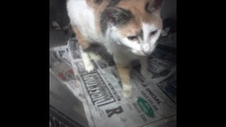 Tortured cat suffers physically while owner suffers emotionally [upl. by Othilia353]