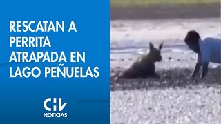 El aplaudido rescate de una perrita en Lago Peñuelas Estaba enterrada en el barro [upl. by Luebke]