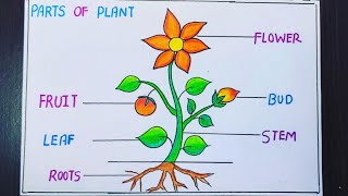 Parts of plant DrawingParts of plant projectParts of plant science projectParts of plant model [upl. by Llednav]