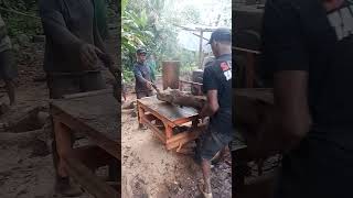 splitting rotten wood lumberjack bandsaw chainsaw treefelling sawing treefelling shorts [upl. by Sonahpets]