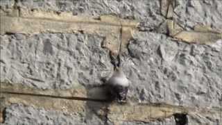 Mauerläufer  Tichodrome  Wallcreeper 2 [upl. by Carolyn]