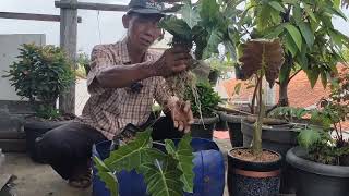 CARA MENANAM ALOCASIA AMAZONICA [upl. by Salene606]