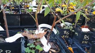 Fall Plant Sale Brambleberry Farm Plant Inventory November 1st 2024 [upl. by Broder]