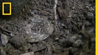 Chinese Coin  National Geographic [upl. by Edouard]