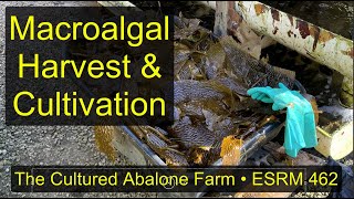 Macroalgae at The Cultured Abalone Farm [upl. by Eniale]