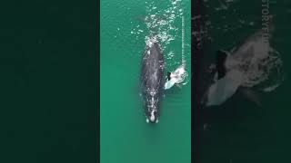 Critically endangered right whale calf spotted in Atlantic Ocean shorts [upl. by Walters]