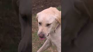 Feeding Aggressive Lab Is Impossible  dogwhisperer shorts cesarmillanaggressive [upl. by Nnylram756]