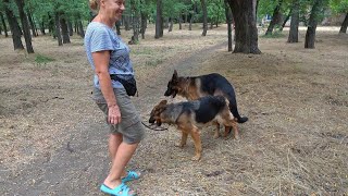 Beautiful couple of German Shepherds Alf and Elsa The most beautiful breed of dogs Odessa Ukraine [upl. by Adnirual887]