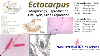 Ectocarpus Life Cycle I Reproduction I Morphology I Live Class [upl. by Elatan]