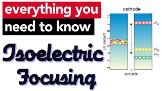 Isoelectric focusing II Protein Electrophoresis [upl. by Gally]