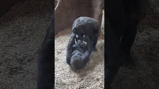 Adorable gorilla kids🦍🌴youtubeshorts trending short [upl. by Sulihpoeht276]