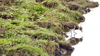 Immature Northern Lapwing Vanellus vanellus  Kiebitz Jungvogel [upl. by Rudman]