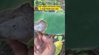 😱केळीची पानावर करपा काय आहे उपायLeaf blotch of banana🥶agronomistsatish banana केळी [upl. by Assisi]