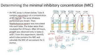 Determining the minimal inhibitory concentration MIC [upl. by Ybor361]