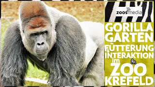 Zoo Krefeld GORILLAS bei Fütterung amp Interaktion 🦍  zoosmedia [upl. by Akela691]