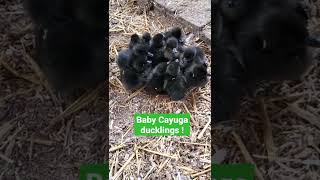 shorts farmlife baby ducks Baby Cayuga Ducklings [upl. by Aikram467]