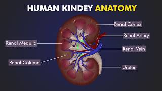 Structure and Function of Human Kidney Anatomy of human kidney 3d Illustration [upl. by Nino]