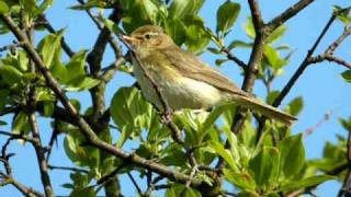 Fitis  Phylloscopus trochilus  Willow warbler [upl. by Delainey]