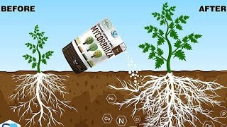 mycorrhiza Fertilizer  mycorrhiza biofertilizer  Best mycorrhiza for chilli crop  mycorrhiza [upl. by Llenaej]