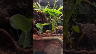 Dendrobates leucomelos calling 10 ноября 2024 [upl. by Meir464]