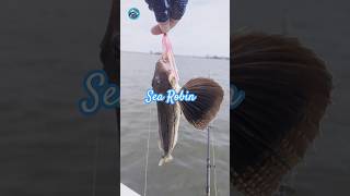 New Jersey Back Bay Fishing in September fishing рыбалка [upl. by Matusow]