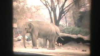 Detroit Zoo MI 1970s [upl. by Drareg869]