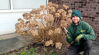 How and When to Prune a Hydrangea [upl. by Ytsirc]