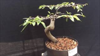 Bonsai Capulin Pronus salicifolia o Serotina [upl. by Rosner598]