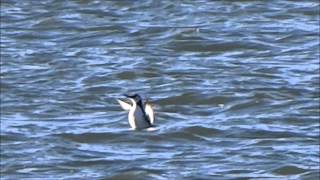 Common Guillemot Murre  Zeekoet Uria aalge [upl. by Notneuq]