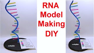 RNARibonucleic Acid MODEL making SCIENCE PROJECT  diy  craftpiller howtofunda [upl. by Dyrrej]