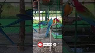 macaw birds from bangladesh [upl. by Duong]