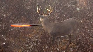 15 Archery Shots in 15 Minutes EPIC Bowhunting Highlights [upl. by Iggy484]