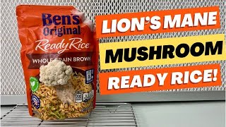 How to Grow Lions Mane Mushroom Using Ready Rice [upl. by Meredeth]