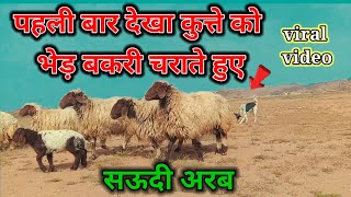 पहली बार देखा कुत्ते को भेड़ बकरी चराते हुए  viral video  saudi arabia  chandan good info [upl. by Gnohp131]