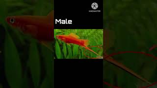 Sword tail fish male and female identification [upl. by Eenitsed]