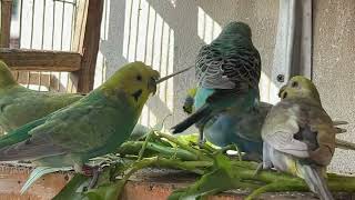 Budgies Aviary [upl. by Coopersmith]